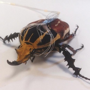 半机械昆虫可间谍侦查：植入电极精确控制甲虫
