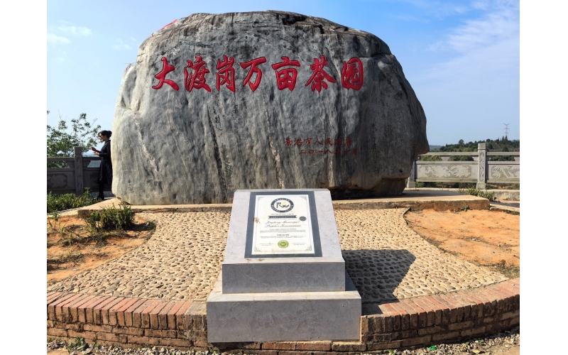 2024年2月16日 游览云南省西双版傣族自治州景洪市大渡岗世界最大连片茶园