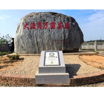 2024年2月16日 游览云南省西双版傣族自治州景洪市大渡岗世界最大连片茶园