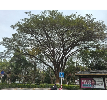 云南省西双版纳傣族自治州景洪市世纪金源望江苑爱赶摆超市西侧的地标性的大雨树